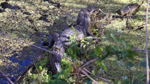 Lettuce Lake Park